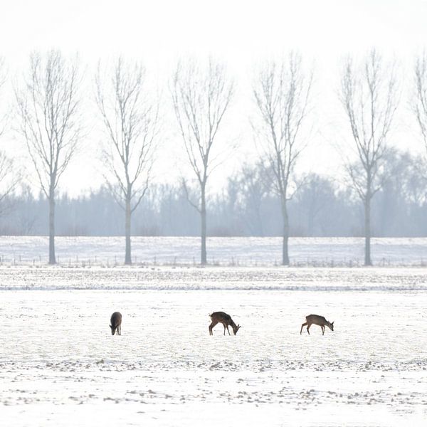 3 Herten in Hollands Winter Landschap van Thomas Thiemann