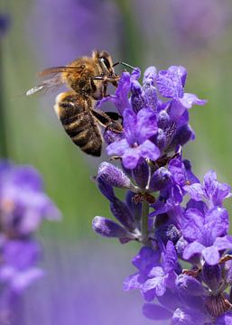 Biene auf Lavendel von Camilla Ottens