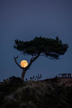 moon rise van Marjolein van Roosmalen
