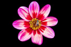 Pink splendour by Dennis Venema