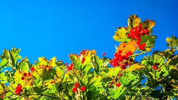 Red Berries | Green Leaves | Blue Sky