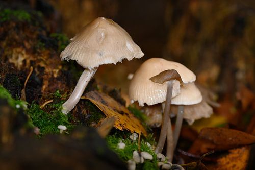 Wanddecoratie van Paddenstoelen tijdens de herfst in de regen