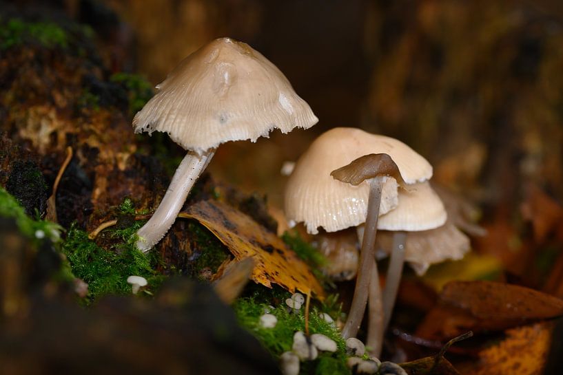 Wall decoration of Mushrooms during autumn in the rain by Kristof Leffelaer