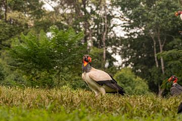 King vulture in Costa Rica by Mirjam Welleweerd