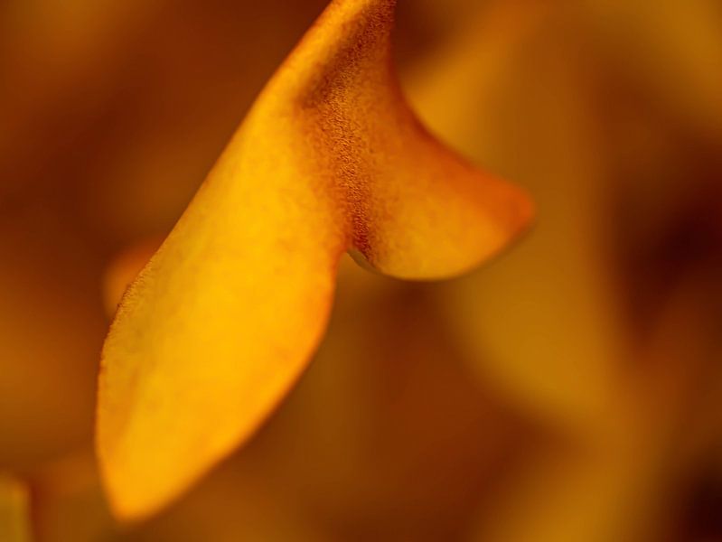 Abstract photo, orange leaves. Autumnal by Linda van der Meer