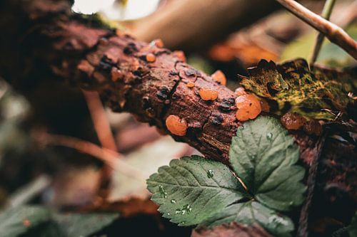 Bijoux d'ambre de la forêt
