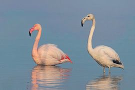 Harmony in Pink: Two Flamingo's in Perfect Balance by Daan Sitters