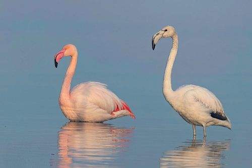 Harmonie in Rosa: Zwei Flamingos in perfektem Gleichgewicht