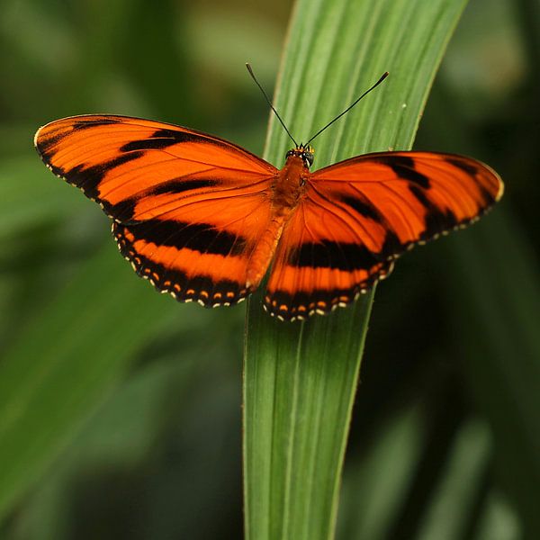 Le papillon orange par Cornelis (Cees) Cornelissen