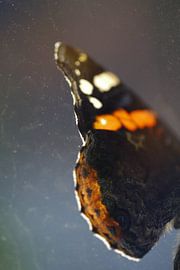 Soft wing by Anouk Beunen