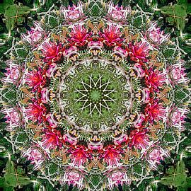 Nenúfares Rosados by Frans Blok - photos, art and other wall decoration