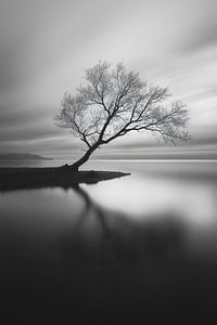 Einsamer Baum