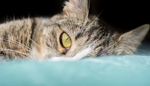 Het liggend katertje