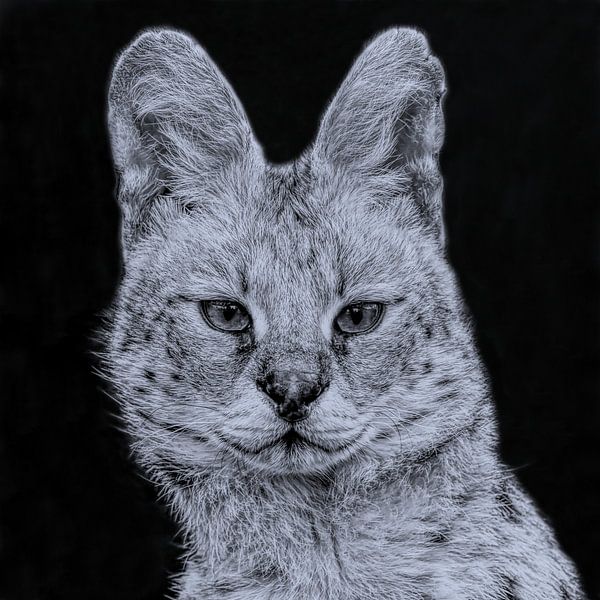 Portret van de Serval in zwart-wit etsstijl van Robert Jan Smit