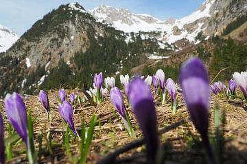 Lake Vilsalpsee in the Tannheimer Valley with its mirror-like water and alpine mountain backdrop. by Miriam Schwarzfischer Fotografie