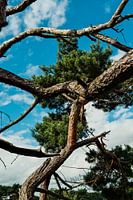 The Zeegse Tree