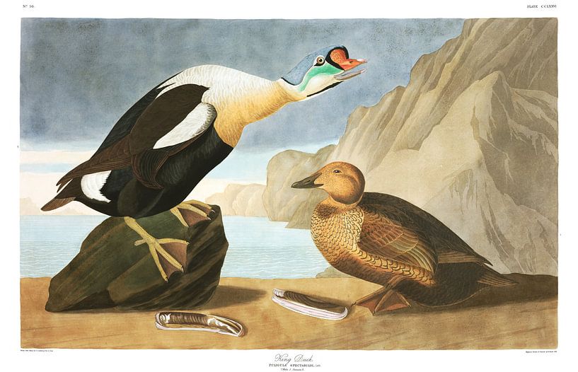 Eider à Tête Grise par Birds of America