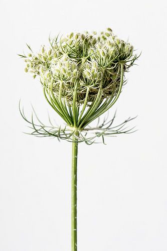 Wild carrot III