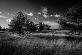 De groote peel - Zwart Wit2 von Dennis van Berkel