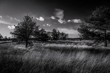 De groote peel - Zwart Wit2