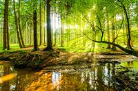 Zonsopgang in het bos