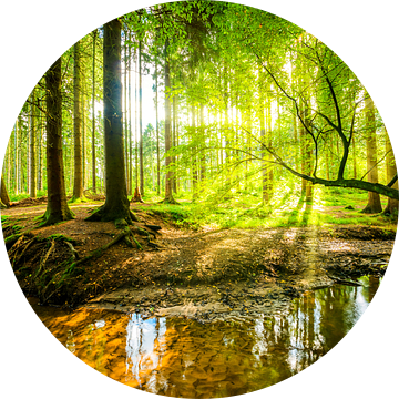 Zonsopgang in het bos van Günter Albers