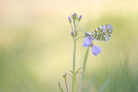 Oranjetipje op een pinksterbloem