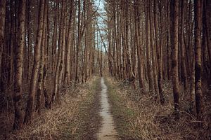 National Park De Biesbosch. Pfad im Wald von Piotr Aleksander Nowak