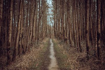 National Park De Biesbosch. Path in the forest by Piotr Aleksander Nowak