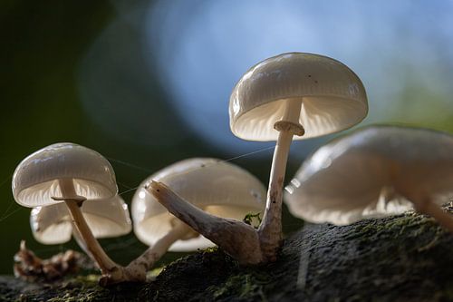 Champignon en porcelaine avec rétro-éclairage.
