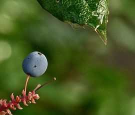 Stilleben von Mark Bos