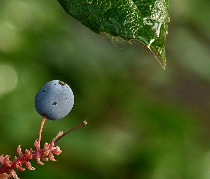 Still life by Mark Bos