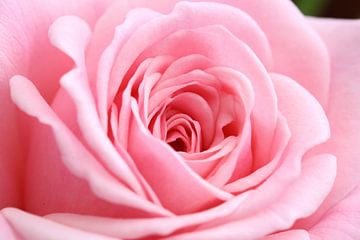 Roze roos (macro) van Fotografie Jeronimo