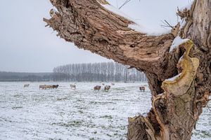 Schapen en een beetje sneeuw von Moetwil en van Dijk - Fotografie