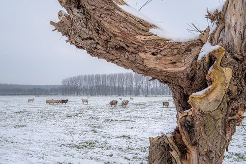 Schapen en een beetje sneeuw