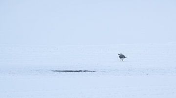 Kleine Seele, große Welt von celine Rachenberger