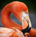 Roter Flamingo : Tierpark der Alten Hand von Loek Lobel Miniaturansicht
