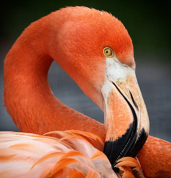 Roter Flamingo : Tierpark der Alten Hand von Loek Lobel