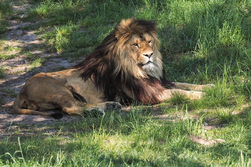 Löwe : Safaripark Beekse Bergen von Loek Lobel