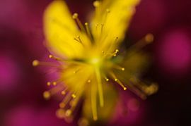 Explodieren! von Thomas Plombier