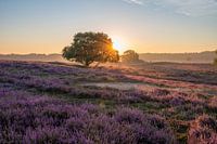 Bloeiende heide tijdens zonsopkomst