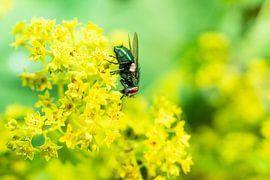 green emperor fly by Maurice Looyestein