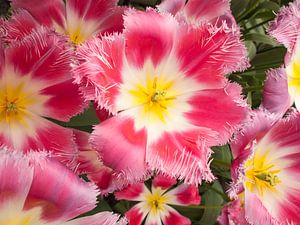 Show Tulip Pink sur David Hanlon