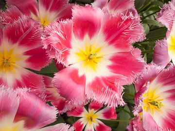 Show Tulip Pink van David Hanlon