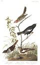 Brauner Singammer von Birds of America Miniaturansicht