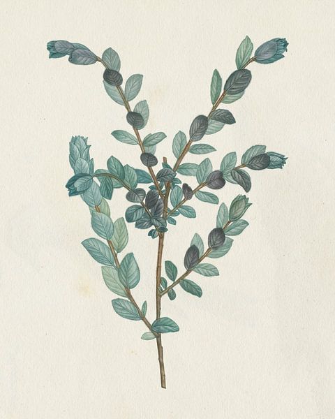 Victorian Garden Greenery II, Wild Apple Portfolio by Wild Apple