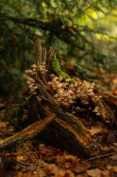Ein Dorf aus Pilzen (Mycena galericulata)