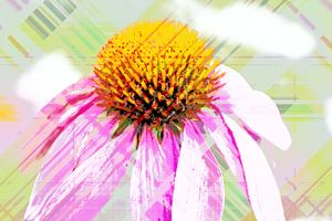 Echinacea abstrakt von Roswitha Lorz