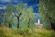 alte Bäume im Olivenhain oberhalb Malcesine, Gewitterstimmung von SusaZoom Miniaturansicht