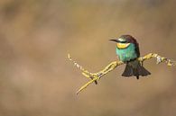Bee-eater by Karin van Rooijen Fotografie thumbnail